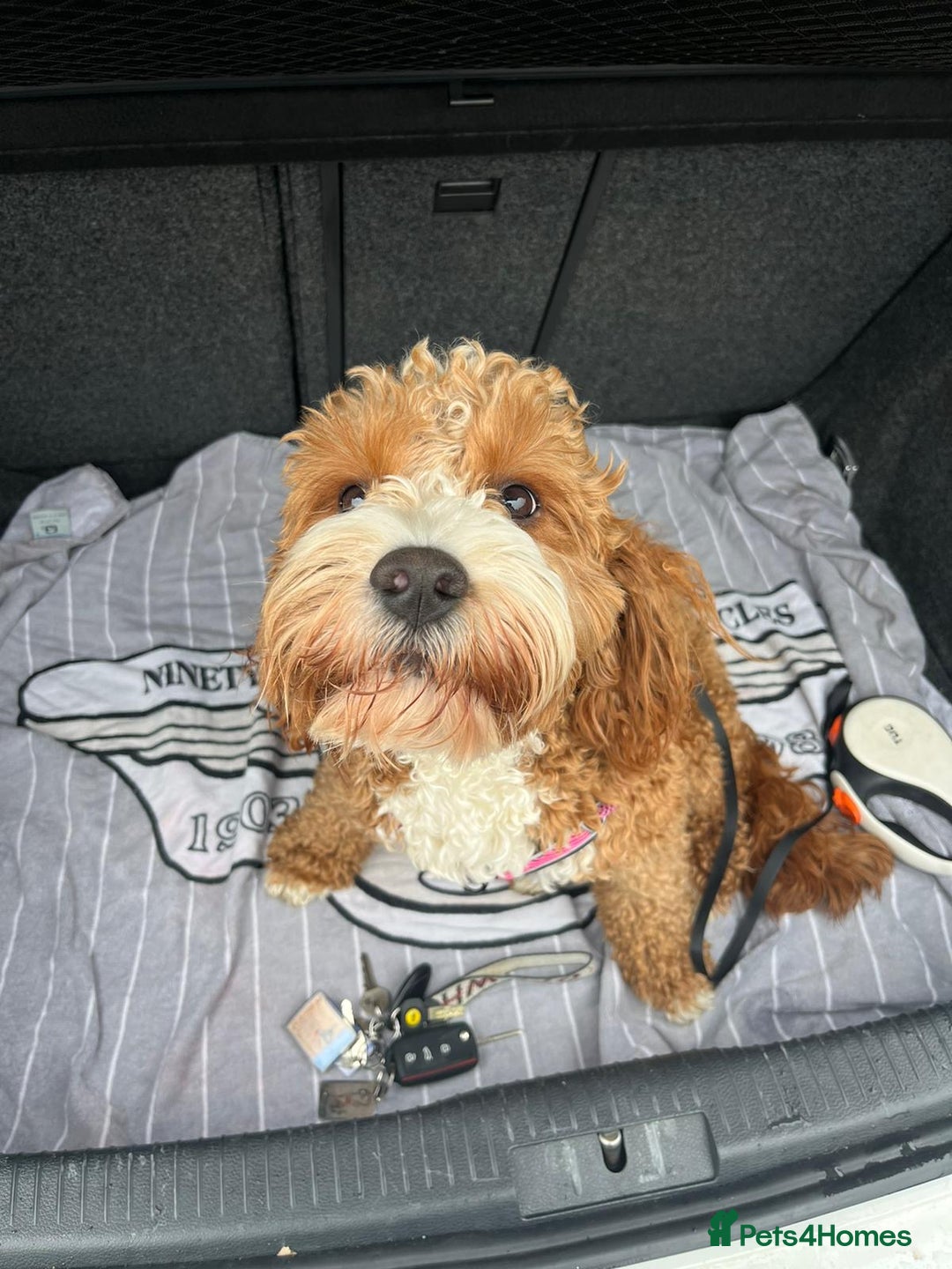 Cavapoo dogs for stud: Handsome Cavapoo Stud Dog 🐾  in Weston-super-Mare - Image 7