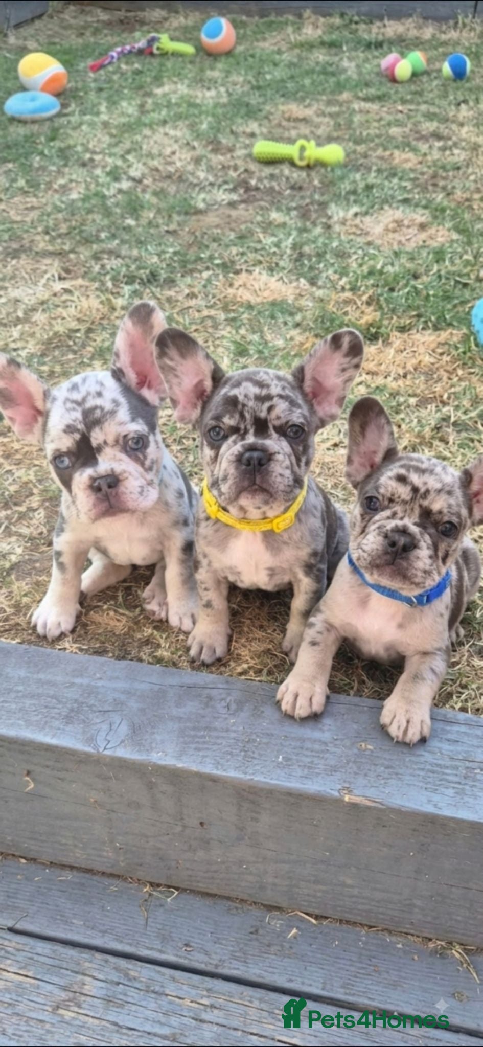 French Bulldog dogs  ​Happy,Healthy Pups Ready for Their Forever Homes - Advert 1