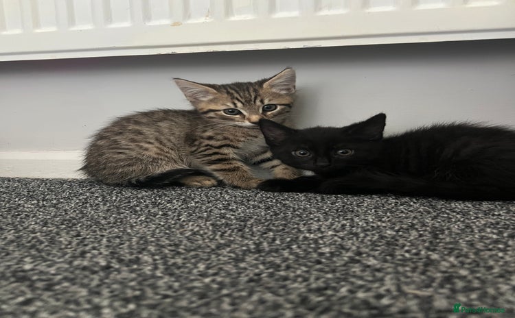 Maine Coon cats - Advert 4