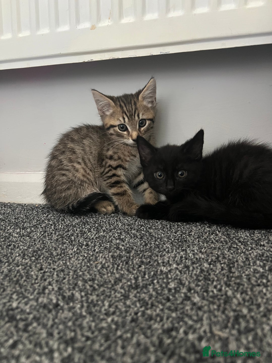 Maine Coon cats for sale: 2 boy kittens ready to go  - Image 1