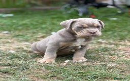 Mixed Breed dogs for sale: Beautiful lilac cane Corso x bulldog pups  - Image 15