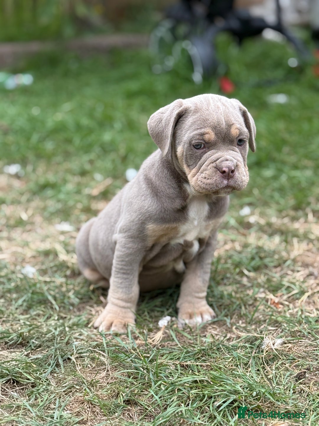 Mixed Breed dogs for sale: Beautiful lilac cane Corso x bulldog pups  - Image 15