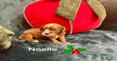 Cavapoo dogs ✨Beautiful Toy Cavapoo Puppies KC Reg parents✨ - Advert 15