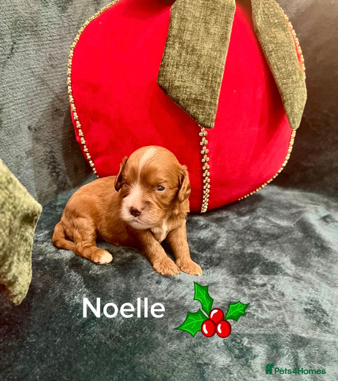 Cavapoo dogs for sale: ✨Beautiful Toy Cavapoo Puppies KC Reg parents✨ - Advert 17