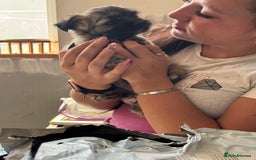 Mixed Breed dogs for sale: Schi-Chi babies in Wadebridge - Image 9