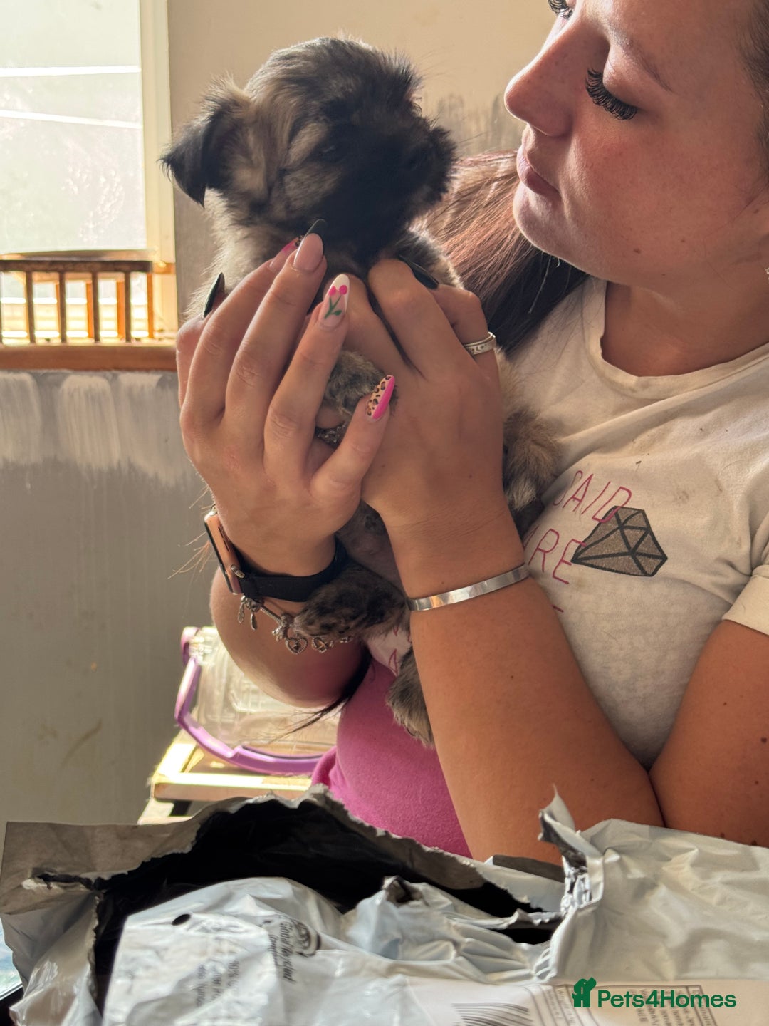 Mixed Breed dogs for sale: Schi-Chi babies in Wadebridge - Image 9