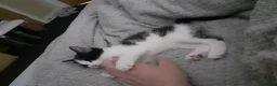 Mixed Breed cats for sale: Male and female kittens needing rehomed - Advert 4