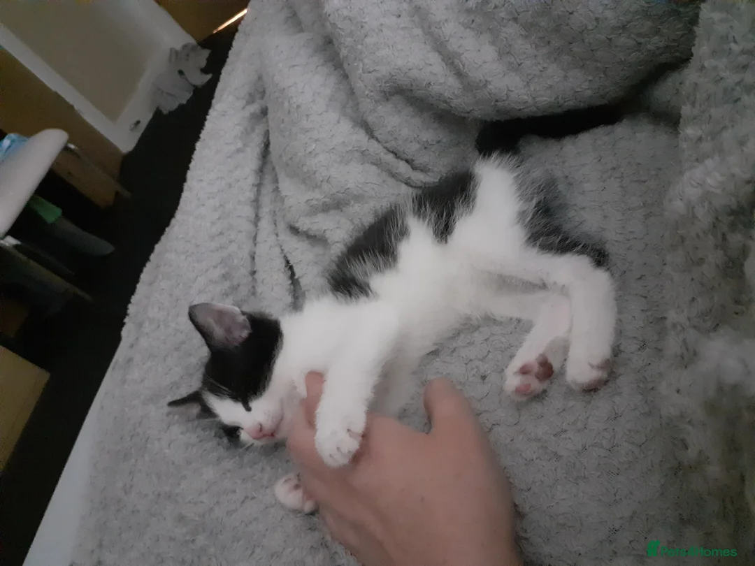 Mixed Breed cats for sale: Male and female kittens needing rehomed - Advert 4