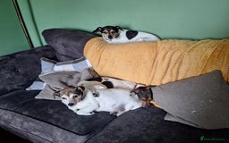 Jack Russell dogs for sale: Jack Russell Puppies - Image 4