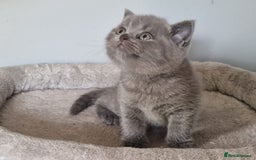 British Shorthair cats for sale: GCCF REG. ACTIVE BSH KITTENS SHOW LINES - Image 13