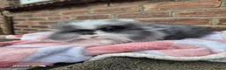 Mixed Breed rabbits for sale: Double mane lion head liop does  - Advert 4