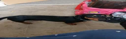 Dachshund dogs for sale: Dachshund - Advert 1