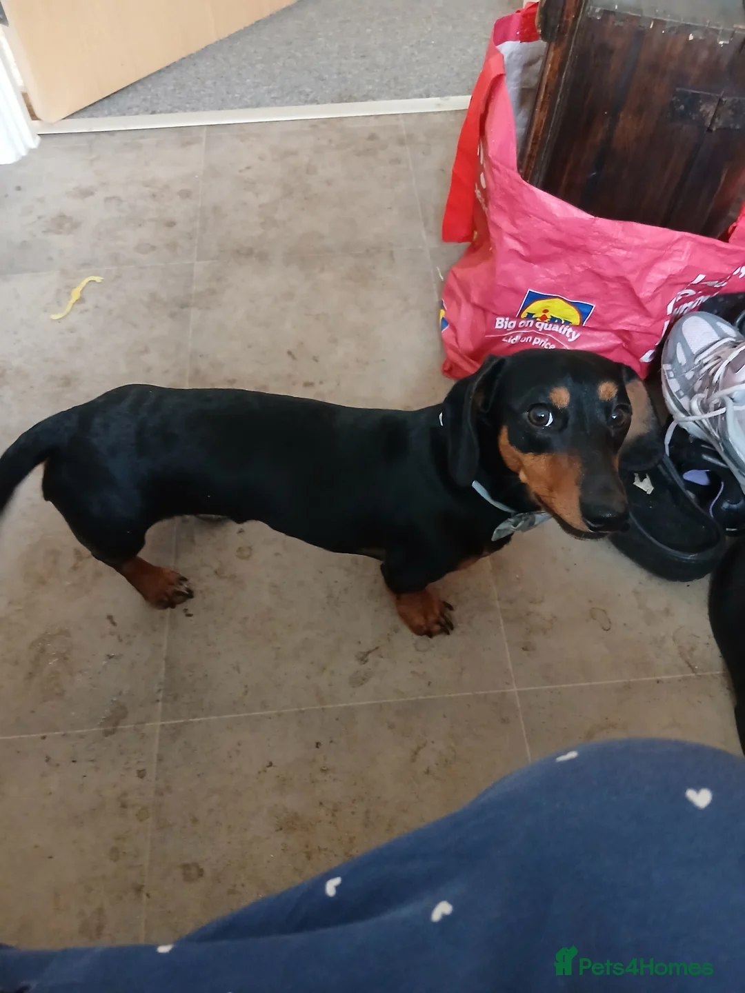 Dachshund dogs for sale: Dachshund - Advert 1