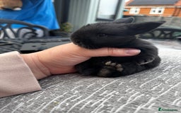 Mini Lop rabbits for sale: Mini Lop Babies ready to reserve - Image 11