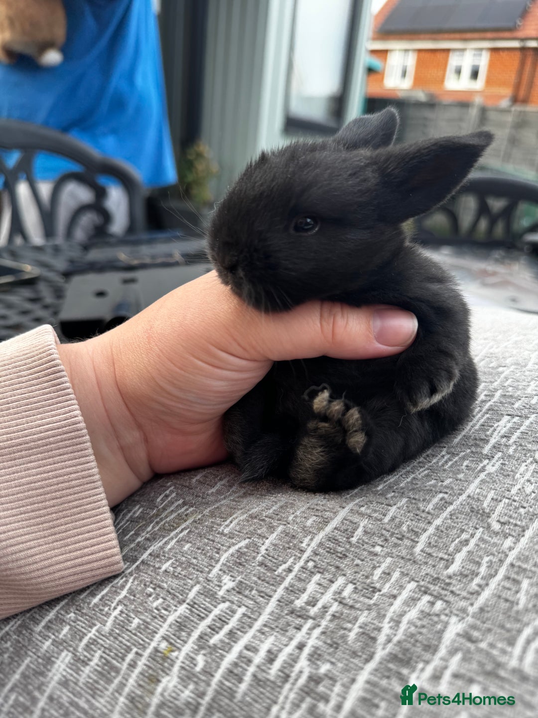 Mini Lop rabbits for sale: Mini Lop Babies ready to reserve - Image 11