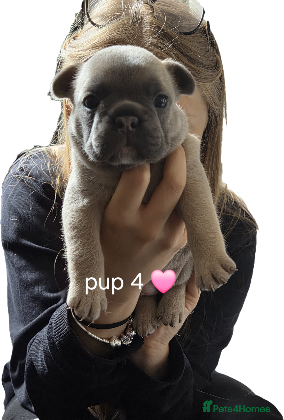 French Bulldog dogs for sale: 4 french bulldog pups - Image 10