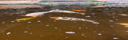 Koi Carp fish for sale: Fish pond plus fish  in Swadlincote - Advert 14