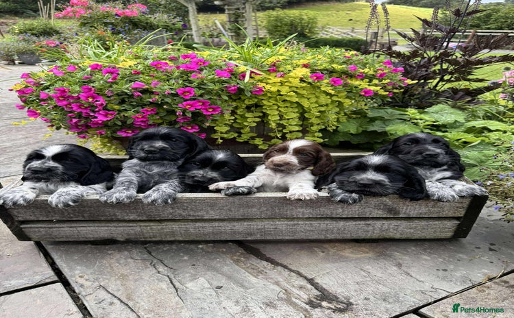 Cocker Spaniel dogs - Advert 2