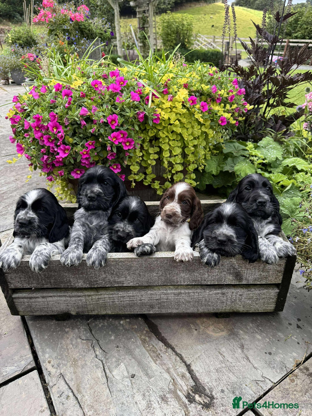 Cocker Spaniel dogs for sale: Show Type Cocker Spaniel pups  - Image 1