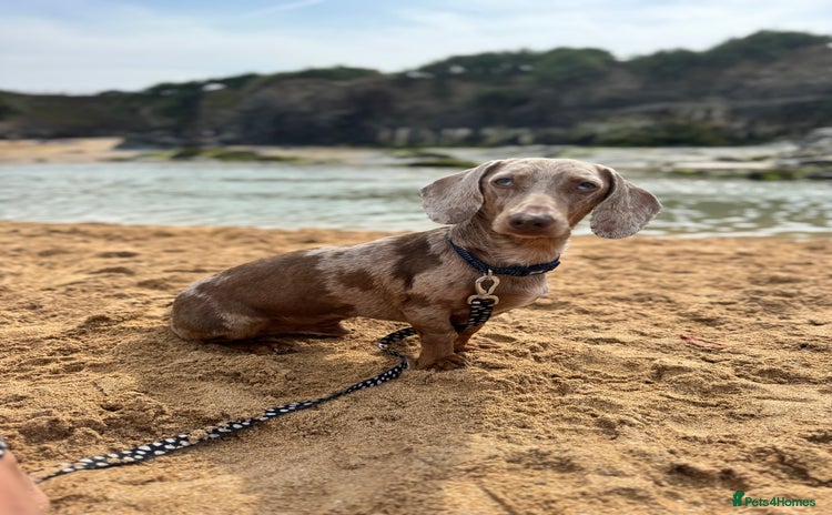 Miniature Dachshund dogs - Advert 3