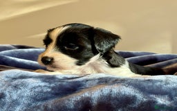 Tibetan Terrier dogs for sale: Stunning KC Reg Tibetan terrier Puppies  - Advert 11