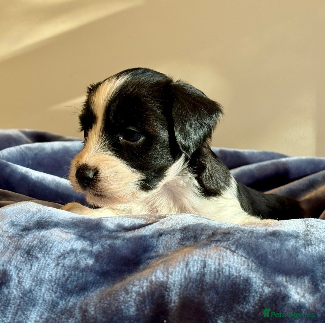 Tibetan Terrier dogs for sale: Stunning KC Reg Tibetan terrier Puppies  - Advert 11