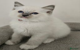 Ragdoll cats for sale: STUNNING GCCF CHAMPION SIRED KITTENS  - Image 5