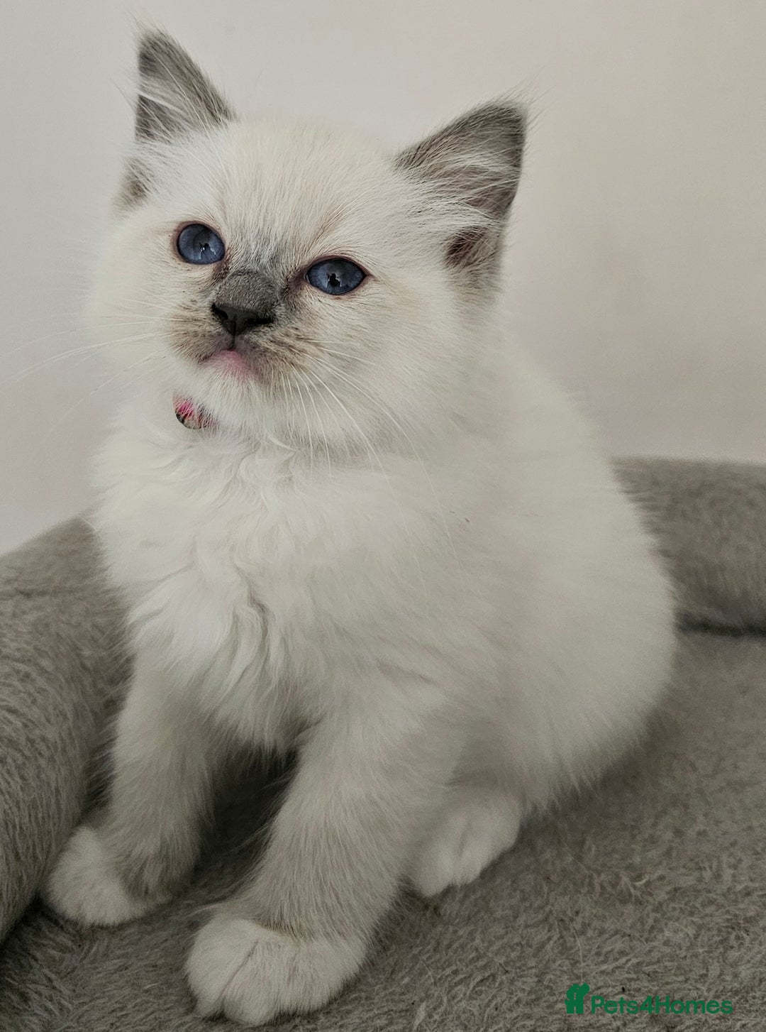 Ragdoll cats for sale: STUNNING GCCF CHAMPION SIRED KITTENS  - Image 5