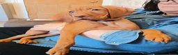 Hungarian Vizsla dogs for sale: * 1 Beautiful Girl Ready For Her New Home * * - Advert 29