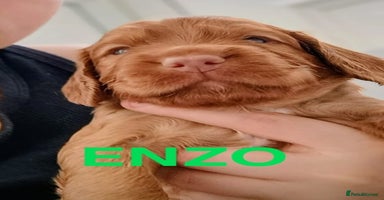 Sprocker dogs - Advert 4