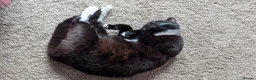 British Shorthair cats for sale: Three Adorable Kittens - Advert 1
