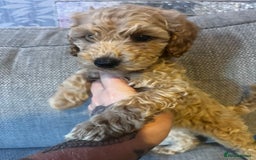 Cockapoo dogs for sale: 3 gorgeous cockapoo puppies  - Image 3