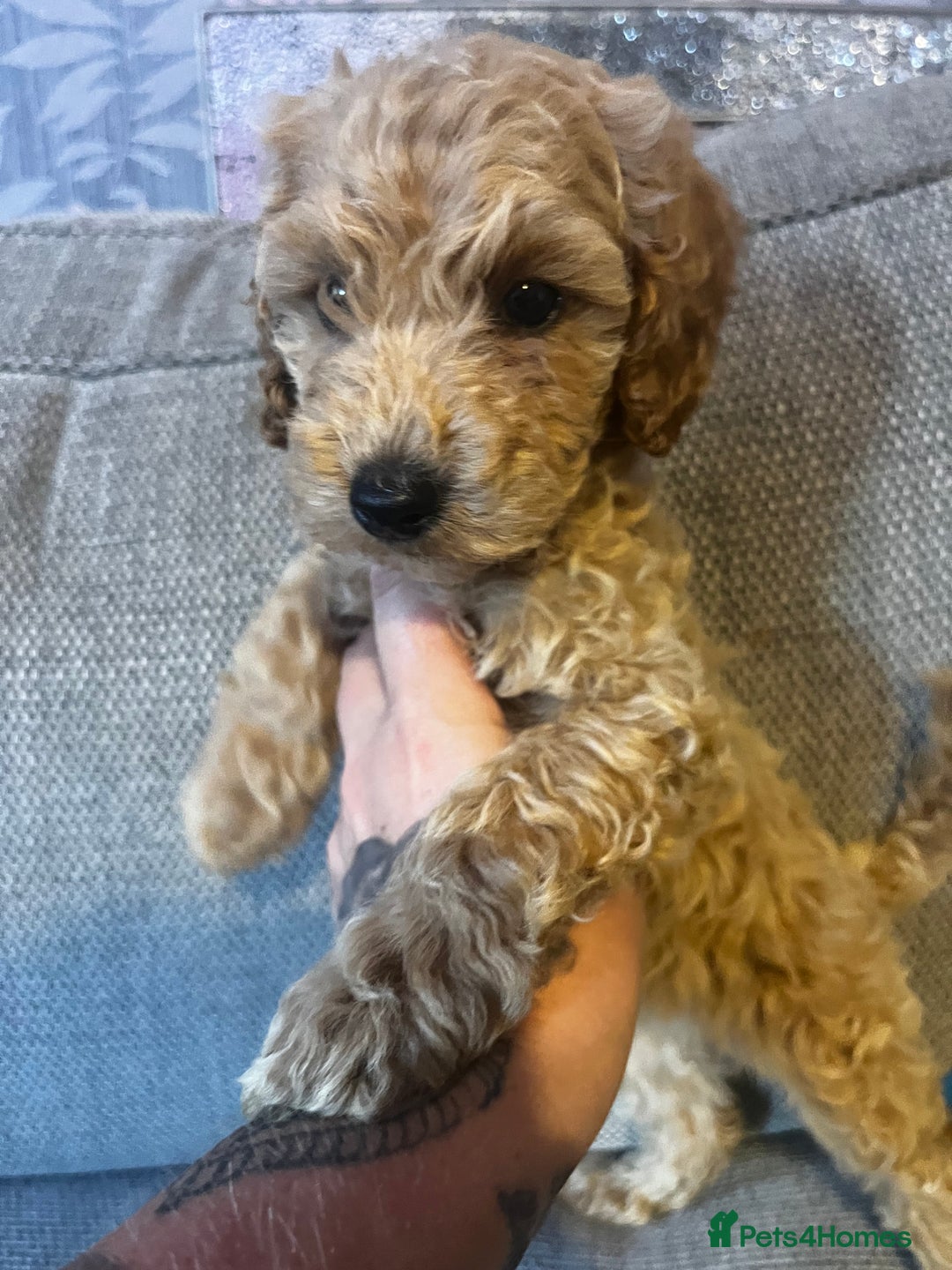 Cockapoo dogs for sale: 3 gorgeous cockapoo puppies  - Image 3