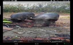 Pig livestock for sale: Ronnie and reggie  - Image 15