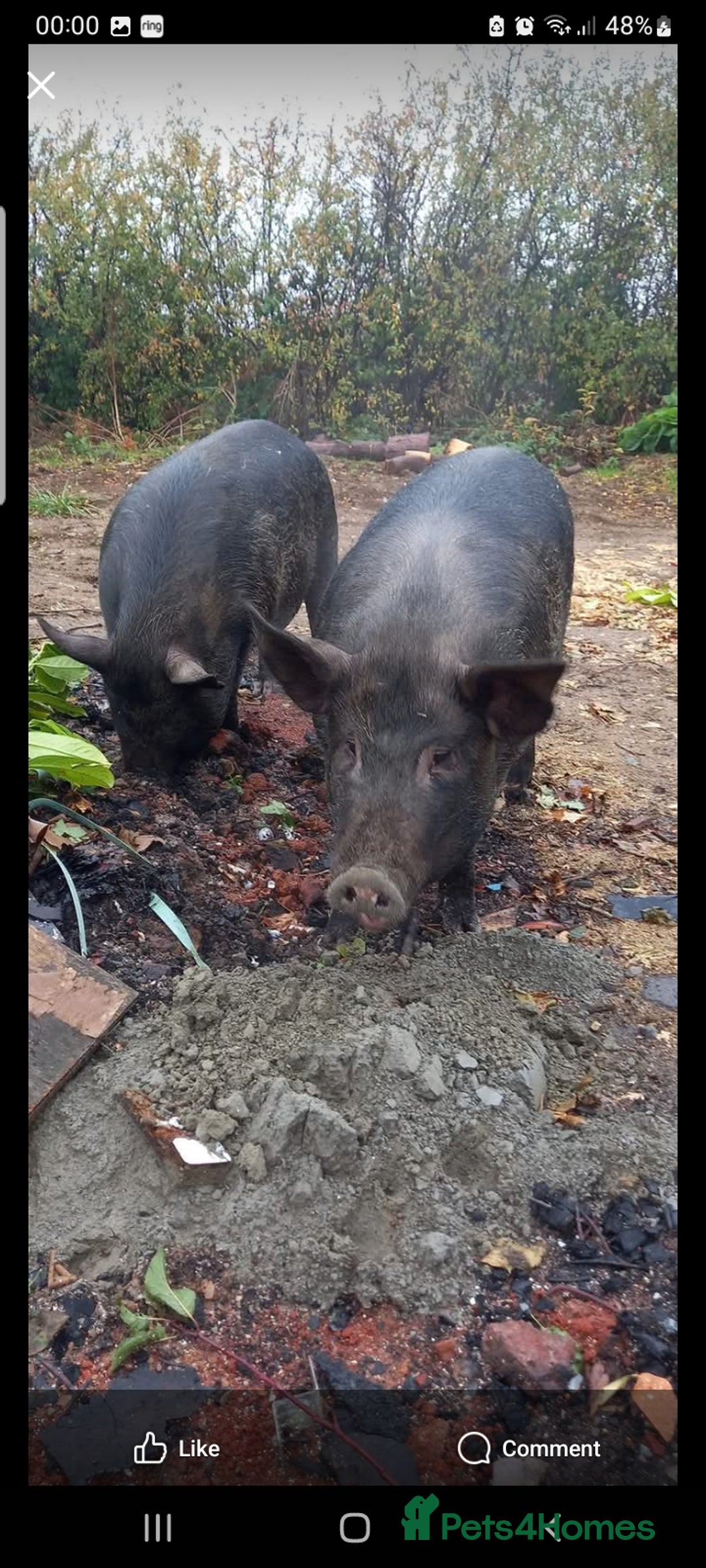 Pig livestock for sale: Ronnie and reggie  - Image 15