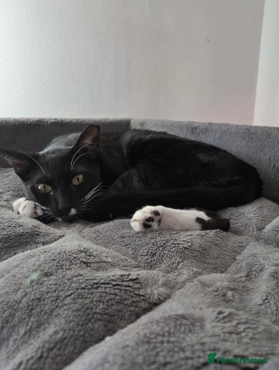 Mixed Breed cats for adoption: Male Cat for Adoption - Advert 3