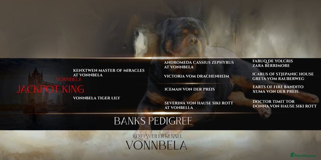 Rottweiler dogs for stud: BEAUTIFUL OLD TYPE BIG BONED ROTTIE! For stud in Mansfield - Advert 2