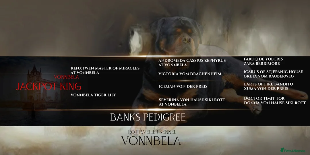 Rottweiler dogs for stud: BEAUTIFUL OLD TYPE BIG BONED ROTTIE! For stud in Mansfield - Advert 2