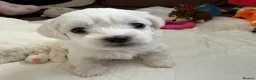 Maltese dogs for sale: KC registered Maltese boy  - Advert 15