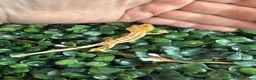 Gecko reptiles for sale: Crested Gecko - Advert 12