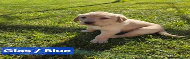 Labrador Retriever Puppy Blue