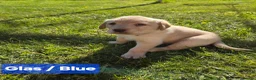 Labrador Retriever dogs for sale: 4 beautiful Labrador boys for family/work buddy in Aberaeron - Advert 20