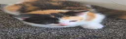 Mixed Breed cats for sale: Beautiful kitten for sale  - Advert 3