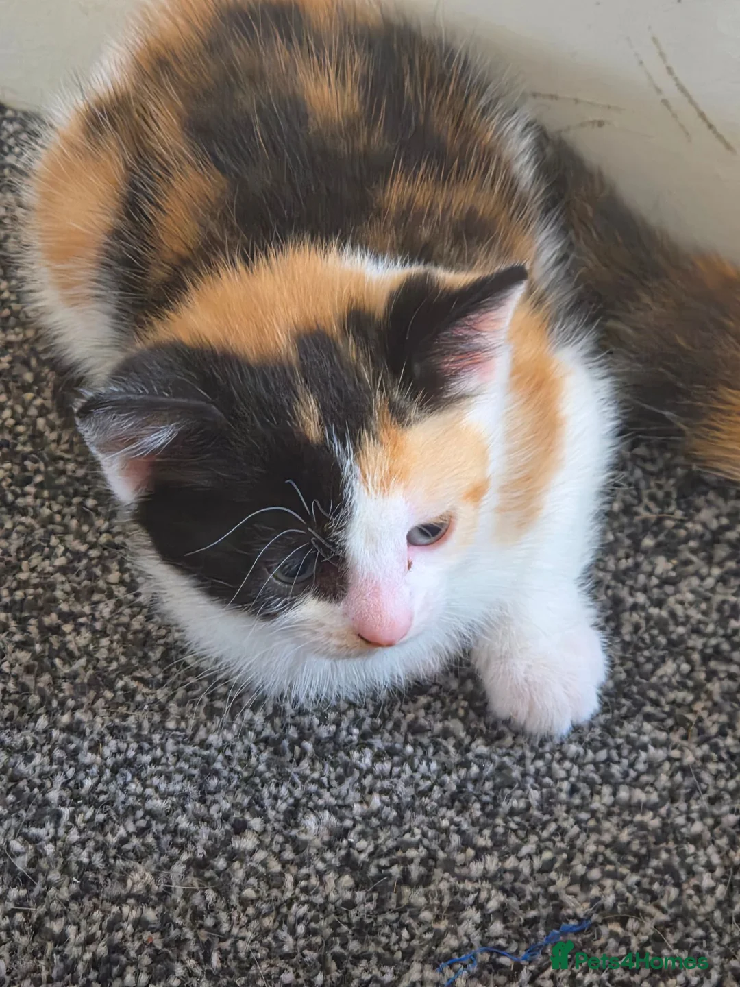 Mixed Breed cats for sale: Beautiful kitten for sale  - Advert 3