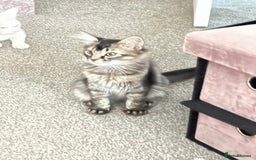 British Longhair cats for sale: Female kitren - Image 1