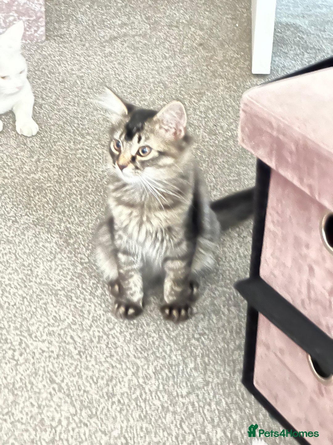 British Longhair cats for sale: Female kitren - Image 1