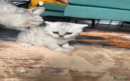 Scottish Fold cats for sale: 3 Scottish fold girls for sale. - Image 8