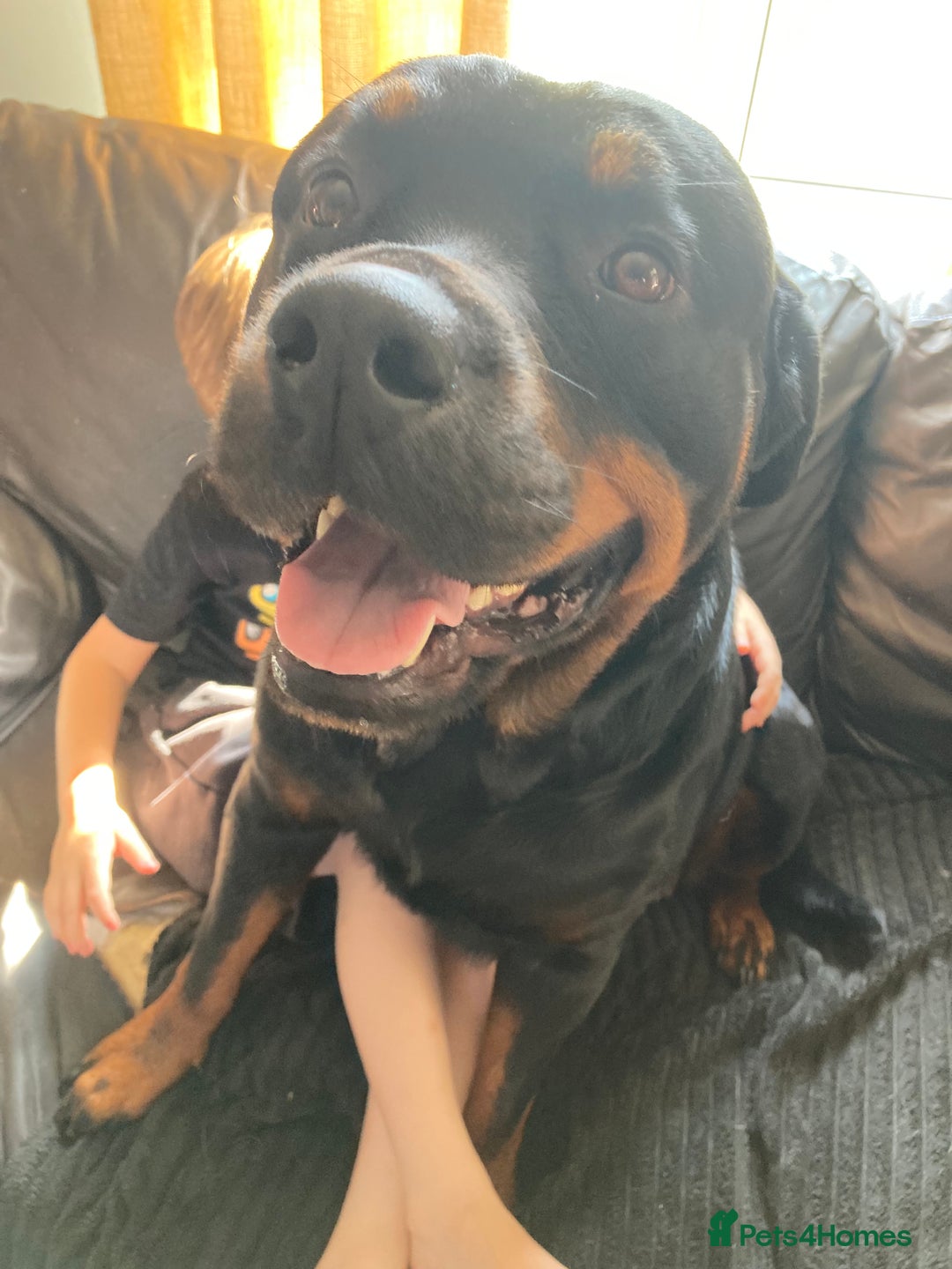 Rottweiler dogs for sale: Rottweiler  - Image 6