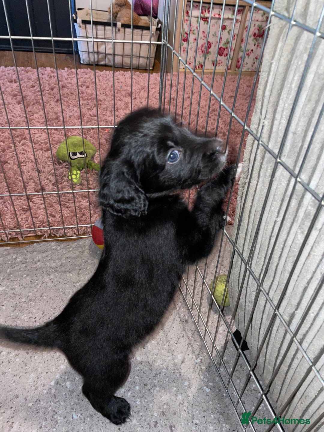 Mixed Breed dogs for sale: Border collie/Cocker Spaniel  - Image 14
