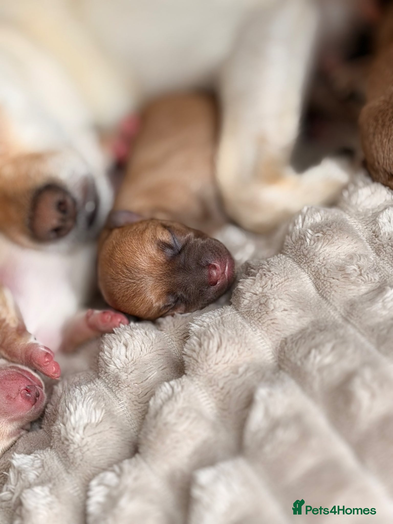 Chihuahua dogs for sale: Three Chihuahua Pup Girls  in Telford - Advert 6